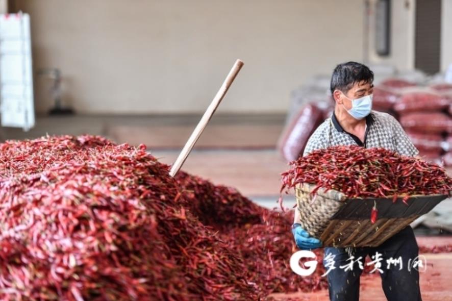 遵义虾子镇辣椒产业红红火火