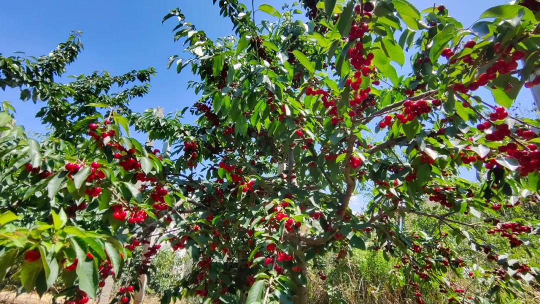 威宁小寨社区:车厘子迎来采摘季