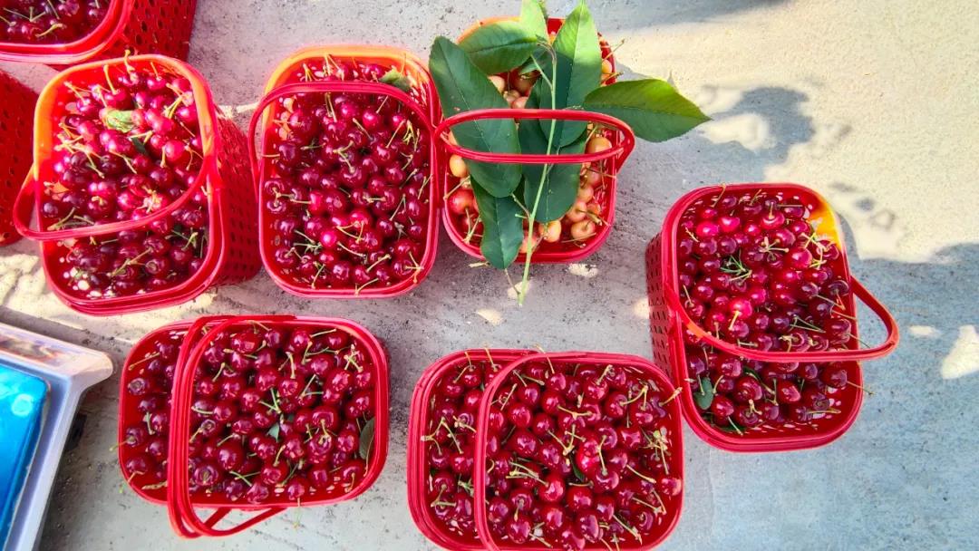 威宁小寨社区:车厘子迎来采摘季